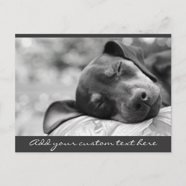 Carte Postale Chien de la Miniature de couchage (Devant)