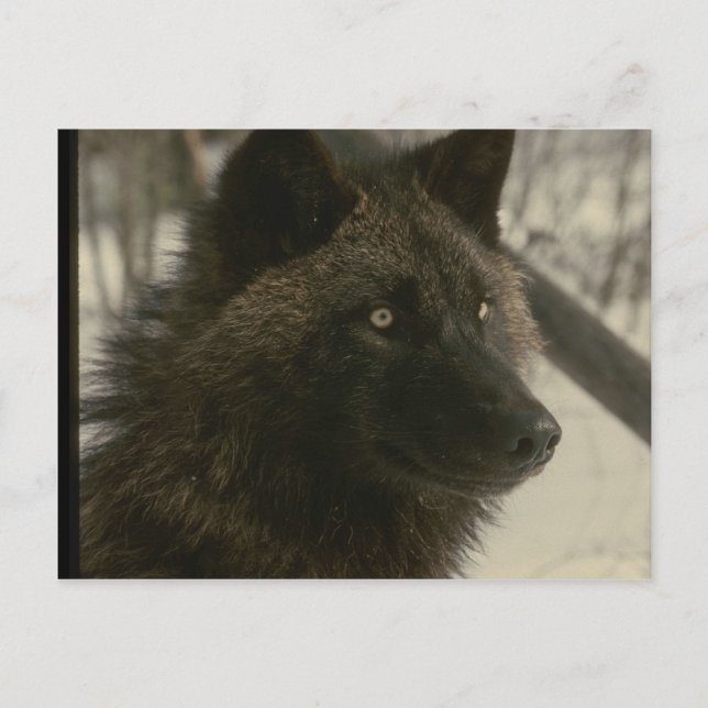 Carte Postale Chien de loup noir (Devant)