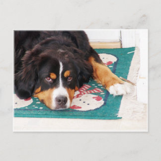 Carte postale Chien de Montagne Bernese