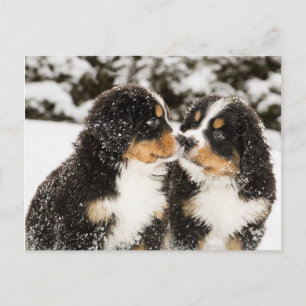 Carte Postale Chien de Montagne Bernese Chien Chien Chien Chien