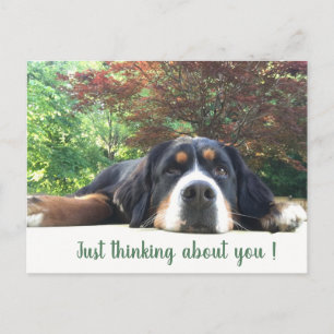 Carte Postale Chien de montagne bernois