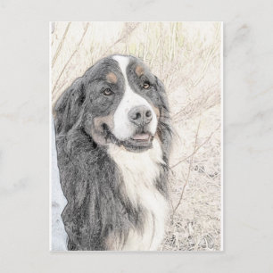 Carte Postale Chien de montagne bernois