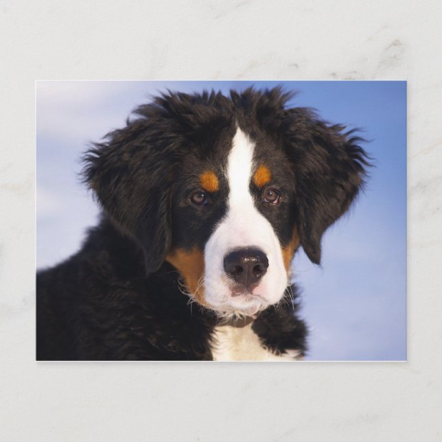 Carte Postale Chien de montagne bernois (Devant)
