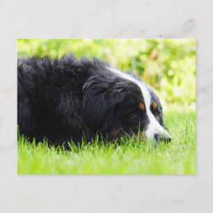 Carte Postale chien de montagne bernois allongé dans l'herbe