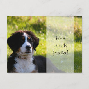 Carte Postale Chien de montagne bernois chiot sur herbe verte
