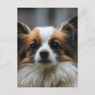 Carte Postale Chien de papillon mou