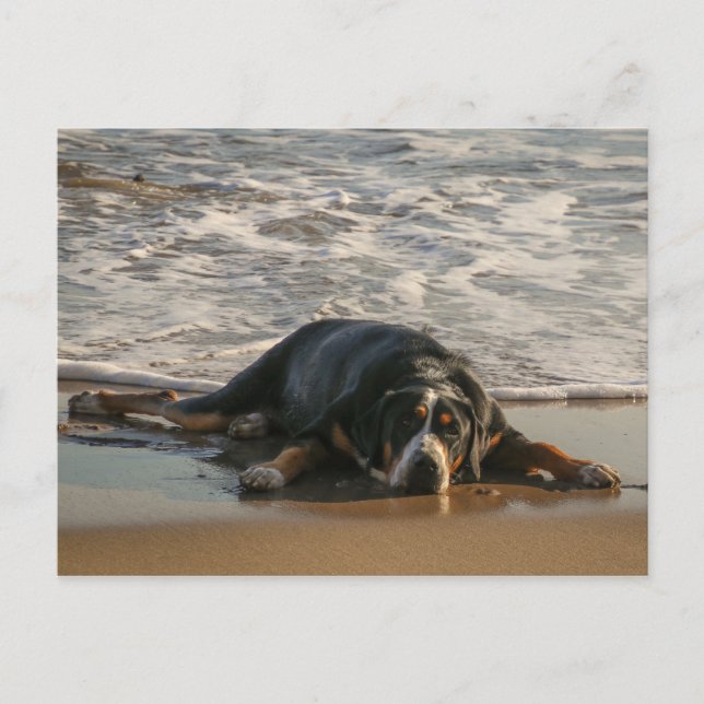 Carte Postale Chien de phoques (Devant)