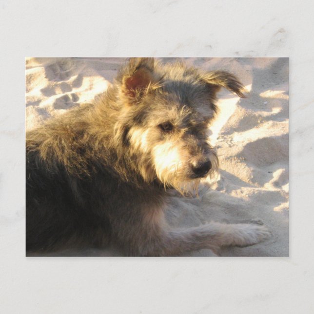 Carte Postale Chien de plage thaïlandais (Devant)