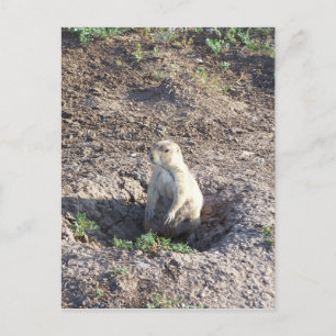 Carte Postale chien de prairie, faune, animal mignon, Wichita Mn