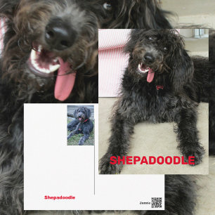 Carte Postale Chien de race Silly Happy