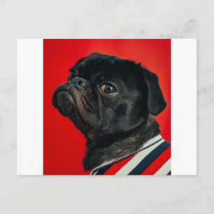 Carte Postale chien de rojo