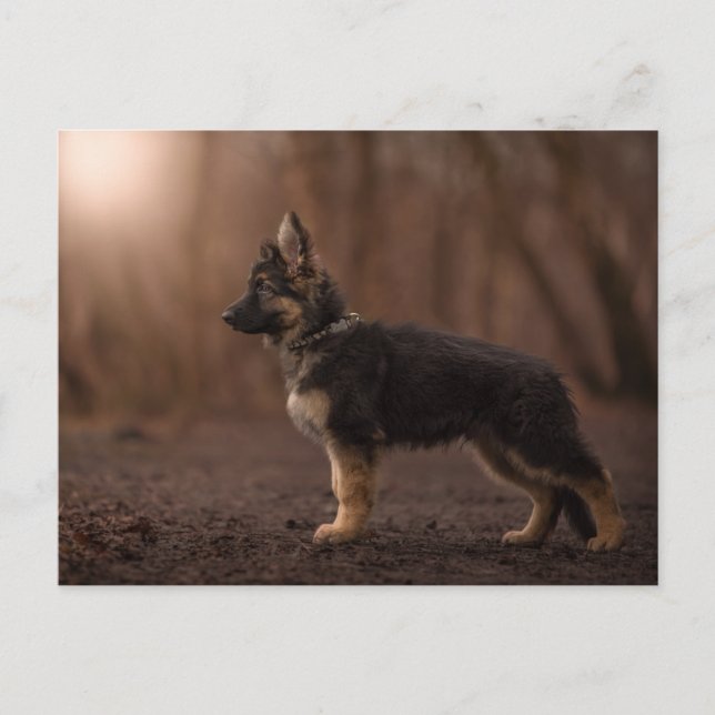 Carte Postale Chien de service allemand Shepherd. (Devant)