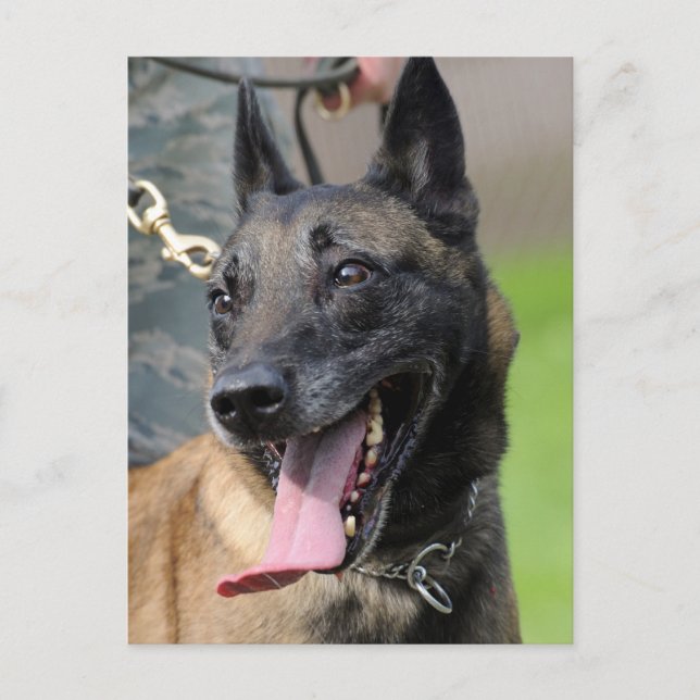 Carte Postale Chien de sourire de Malinois de Belge (Devant)