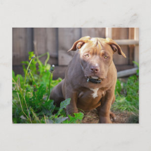 Carte Postale Chien de taureau américain