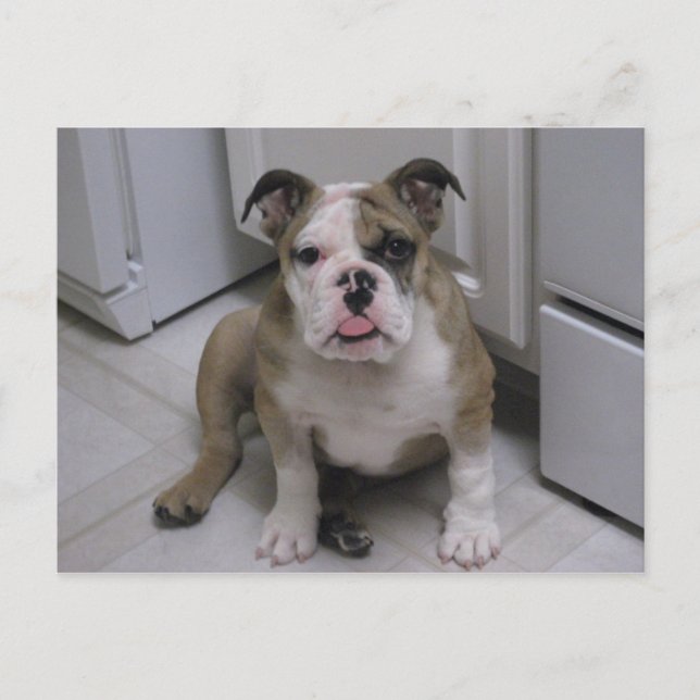 Carte Postale Chien de taureau anglais (Devant)