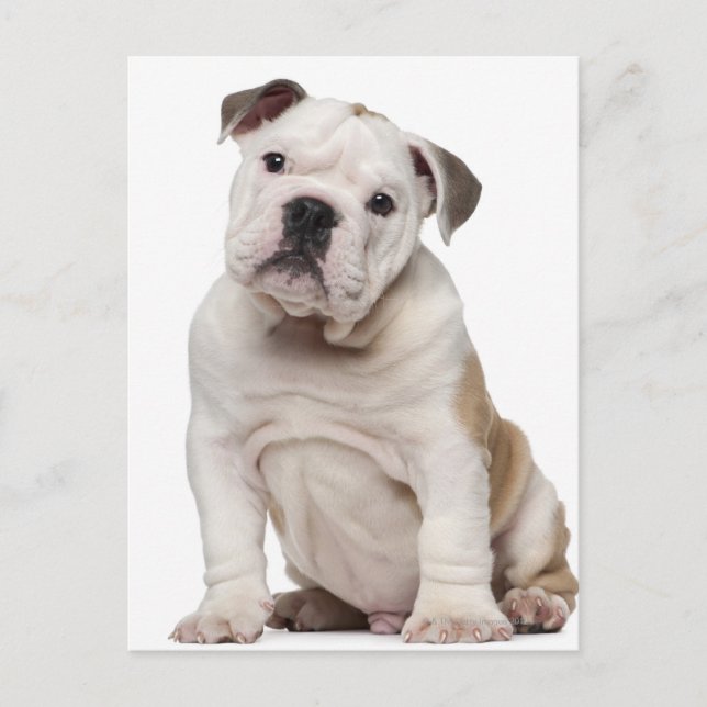 Carte Postale Chien de taureau anglais (2 mois) (Devant)