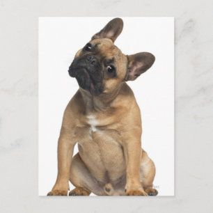 Carte Postale Chien de taureau français (7 mois)