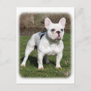 Carte Postale Chien de taureau français 9Y202D-134