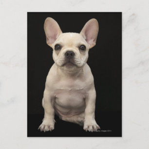 Carte Postale Chien de taureau français de couleur crème