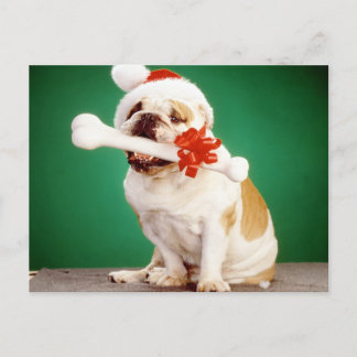 Carte Postale Chien de taureaux de Noël X avec casquette et os