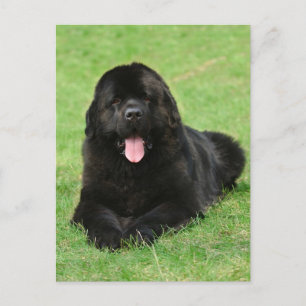 Carte Postale Chien de Terre
