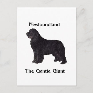 Carte Postale Chien de Terre-Neuve le géant doux