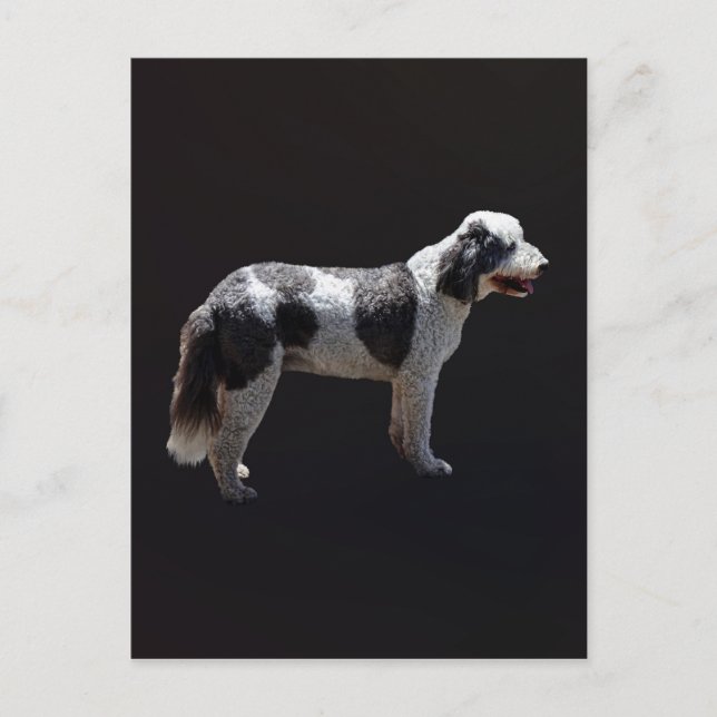 Carte Postale Chien d'eau portugais (Devant)