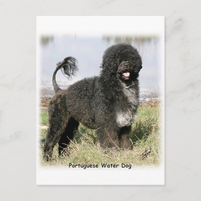 Carte Postale Chien d'eau portugais 9Y154D-030 (Devant)