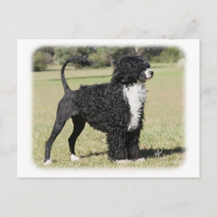 Carte Postale Chien d'eau portugais 9Y510D-145
