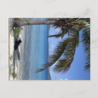 Carte Postale Chien d'Elaine à St. John, USVI