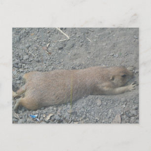 Carte Postale Chien des Prairies
