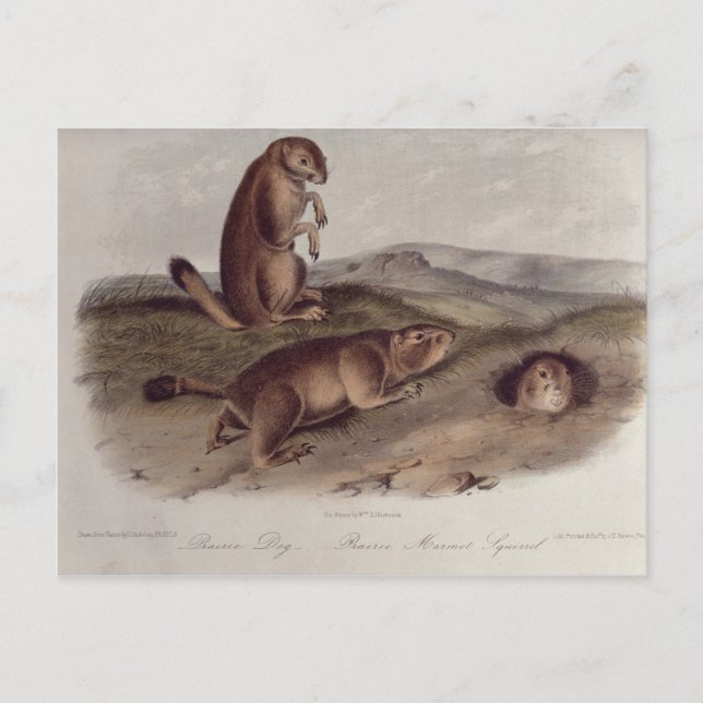Carte Postale Chien des Prairies de 'Quadrupeds of North America (Devant)