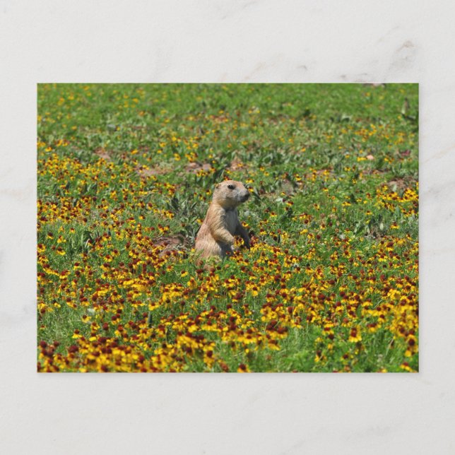 Carte Postale Chien des Prairies en fleurs (Devant)