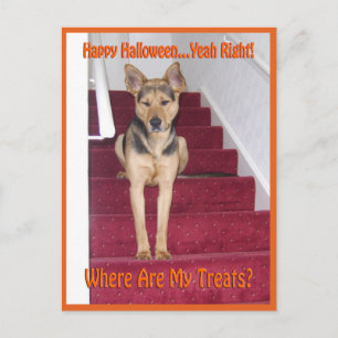 Carte Postale Chien d'Halloween et pas de friandises