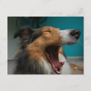 Carte Postale Chien d'hurlement