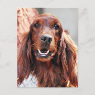 Carte Postale Chien d'Irlande