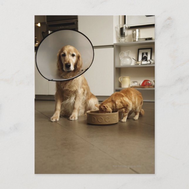 Carte Postale Chien d'or avec collier médical assis (Devant)