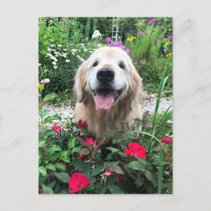 Carte Postale Chien doré souriant parmi les fleurs Blank