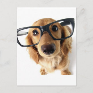 Carte Postale Chien drôle