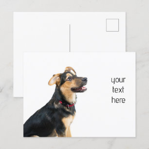 Carte Postale Chien drôle chiot