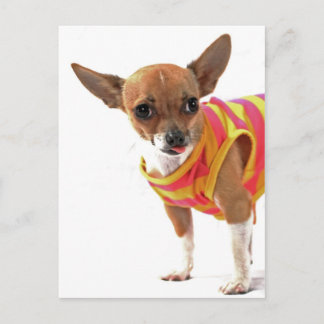 Carte Postale Chien drôle faire des visages Chihuahua