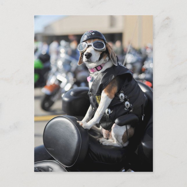 Carte Postale Chien drôle sur la photo de moto (Devant)