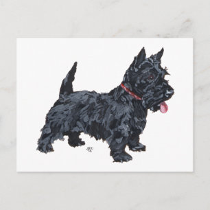 Carte Postale Chien écossais Spunky