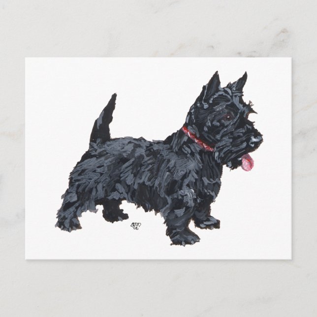 Carte Postale Chien écossais Spunky (Devant)