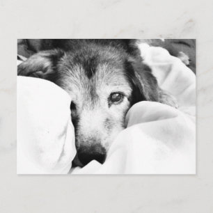 Carte Postale chien endormi sur le caisson de lit noir blanc