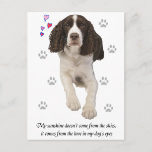 Carte Postale Chien espagnol Springer anglais