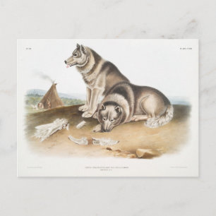 Carte Postale Chien Esquimaux (Canis familiaris) de l'Amérique d