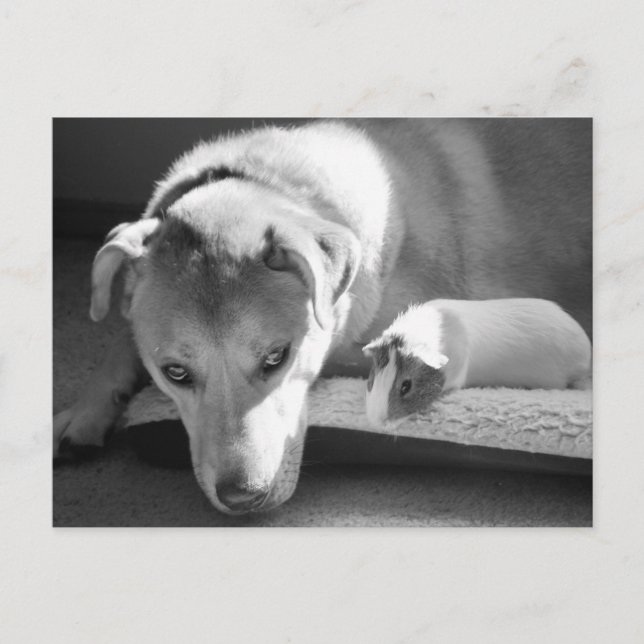 Carte postale Chien et Guinée Pig (Devant)