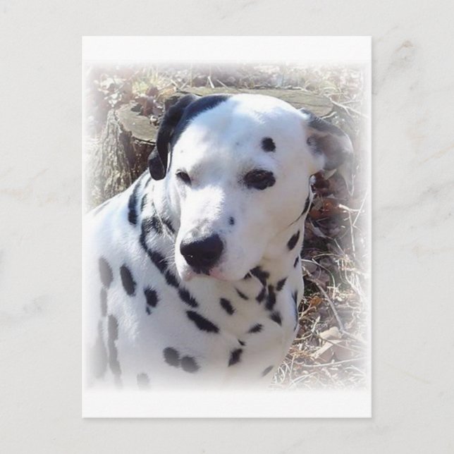 Carte postale Chien-Feu Dalmatien (Devant)