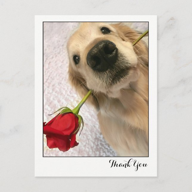 Carte Postale Chien Golden Retriever avec Merci Rose rouge (Devant)